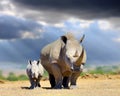 African white rhino with baby on storm clouds background, National park of Kenya Royalty Free Stock Photo
