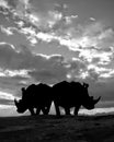 African White Rhino Couple Silhouette Royalty Free Stock Photo