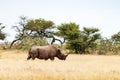 African white rhino at Etosha National park Royalty Free Stock Photo