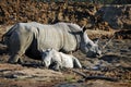 African White Rhino Mother and Baby