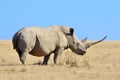African white rhino Royalty Free Stock Photo