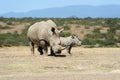 African white rhino Royalty Free Stock Photo