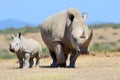 African white rhino Royalty Free Stock Photo