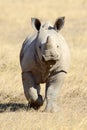 African white rhino Royalty Free Stock Photo