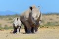 African white rhino Royalty Free Stock Photo