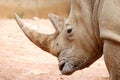 African White Rhino Portrait Royalty Free Stock Photo