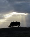 African White Rhino Silhouette Royalty Free Stock Photo