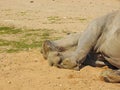 White rhinoceros sleeping on dust in sunshine Royalty Free Stock Photo