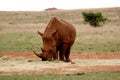 The African white rhinoceroses