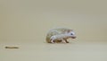 African whitebellied hedgehog chews food in the studio on white background. Portrait of exotic predator eating larva