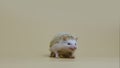 African whitebellied hedgehog chews food in the studio on white background. Portrait of exotic predator eating larva