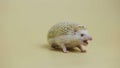 African whitebellied hedgehog chews food in the studio on a white background. Portrait of exotic predator eating a larva