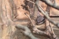 African whole-toed gecko