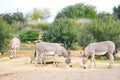 African wild ancestor of the domestic donkeys