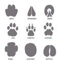 African wild animal footprints in gray Royalty Free Stock Photo