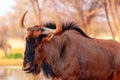 African wild animals. Blue wildebeest large antelope