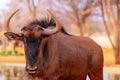 African wild animals. Blue wildebeest  large antelope Royalty Free Stock Photo