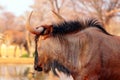 African wild animals. Blue wildebeest large antelope