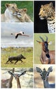 African wild animals Royalty Free Stock Photo