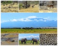 African wild animals Royalty Free Stock Photo