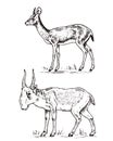 African wild antelope, deer or doe. Saiga and dik-dik. An animal in a safari. Vintage Mammal, Engraved hand drawn old