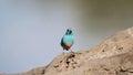 African Wild Birds - Blue Waxbill - Cute Blue