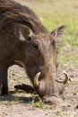 African wild boar Royalty Free Stock Photo