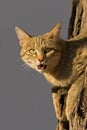 African wild cat Royalty Free Stock Photo