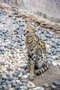 Leptailurus Serval is an african wild cat