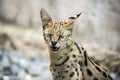 Leptailurus Serval is an african wild cat