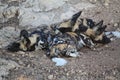 African Wild Dog Royalty Free Stock Photo