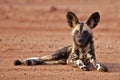 African wild dog Royalty Free Stock Photo