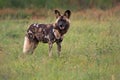 African wild dog