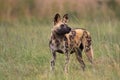 African wild dog Royalty Free Stock Photo