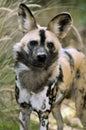 African wild dog Royalty Free Stock Photo