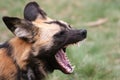 African wild-dog Royalty Free Stock Photo