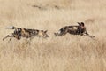 African Wild Dog Royalty Free Stock Photo