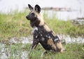 African wild dog Royalty Free Stock Photo