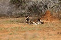 African wild dog, African hunting or African painted dog Lycaon pictus, three young dogs resting on red ground under thorny Royalty Free Stock Photo