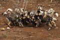 The African wild dog, African hunting dog, African painted dog, Cape hunting dog or painted wolf Lycaon pictus three young dogs Royalty Free Stock Photo