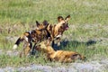 The African wild dog, African hunting dog, or African painted dog Lycaon pictus group of dogs during a welcome ceremony Royalty Free Stock Photo