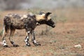 The African wild dog, African hunting dog, or African painted dog Lycaon pictus , puppy with a toy Royalty Free Stock Photo