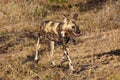 The African wild dog, African hunting dog, or African painted dog Lycaon pictus  running in grass Royalty Free Stock Photo