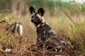 African wild dog, African hunting dog, or African painted dog Lycaon pictus two frolicking puppies Royalty Free Stock Photo