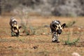 The African wild dog, African hunting dog, or African painted dog Lycaon pictus two young dogs begin hunting. The young dog Royalty Free Stock Photo