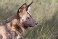 African Wild Dog alpha male Royalty Free Stock Photo