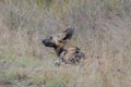 The African wild dog, also called the painted dog or Cape hunting dog