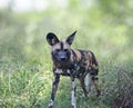 African wild dog