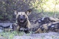 African Wild Dog in Botswana, Africa