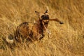 African Wild Dog carrying an Impala leg Royalty Free Stock Photo